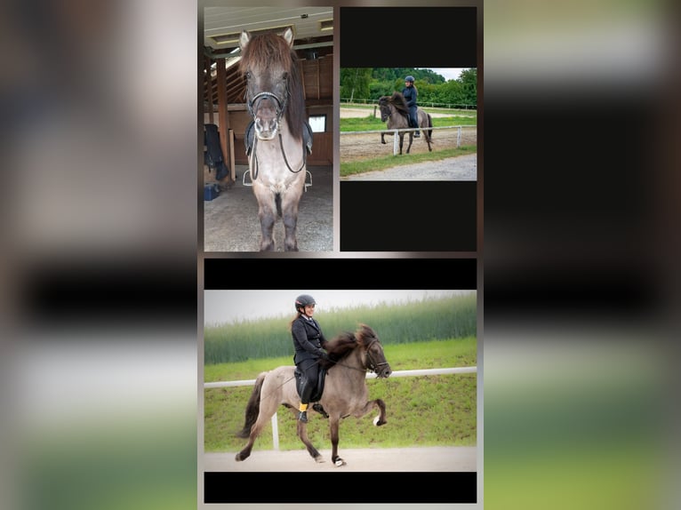 Icelandic Horse Gelding 13 years 13.3 hh Dun in Weitersfeld