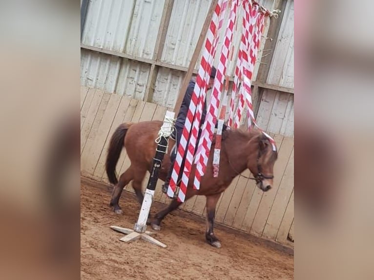 Icelandic Horse Gelding 13 years 13 hh Brown in Engelskirchen