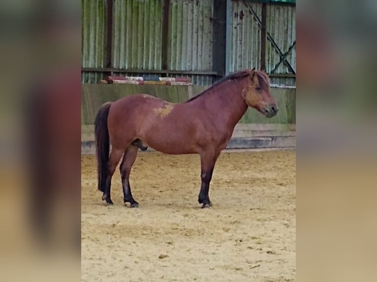 Icelandic Horse Gelding 13 years 13 hh Brown in Engelskirchen