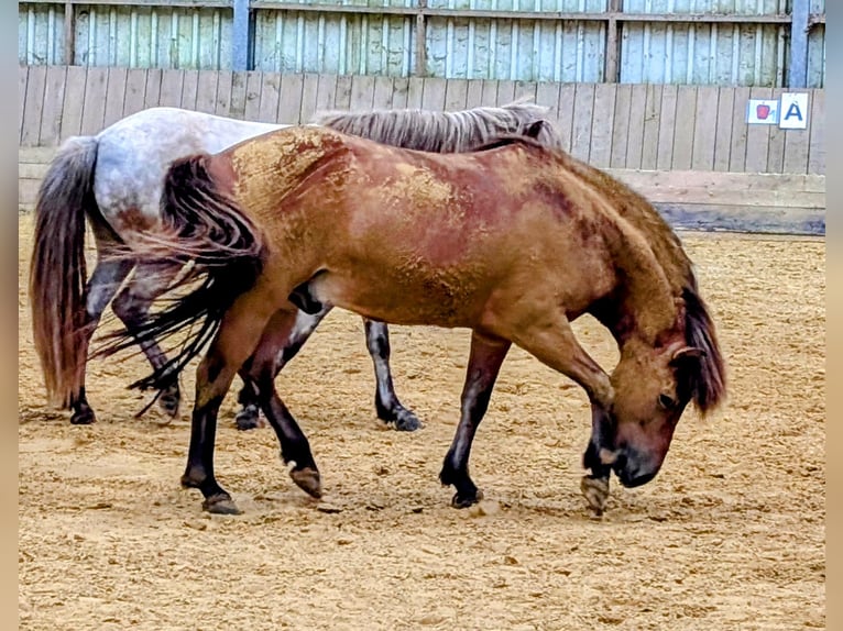 Icelandic Horse Gelding 13 years 13 hh Brown in Engelskirchen