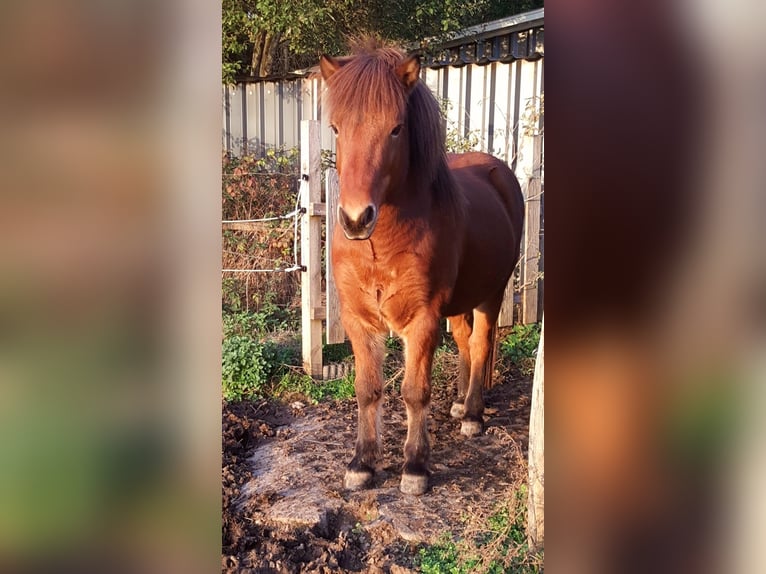 Icelandic Horse Gelding 13 years 13 hh Brown in Engelskirchen