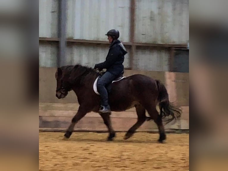 Icelandic Horse Gelding 13 years 13 hh Brown in Engelskirchen