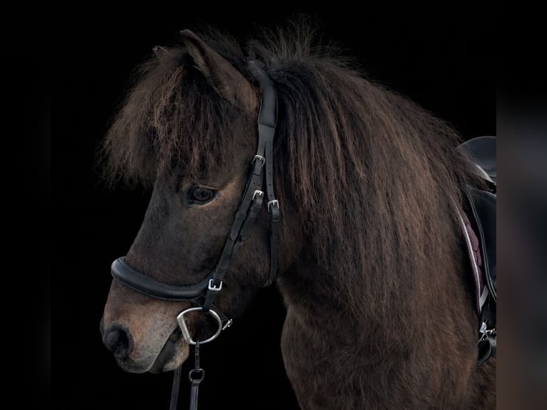 Icelandic Horse Gelding 13 years 13,1 hh Brown in Salzburg