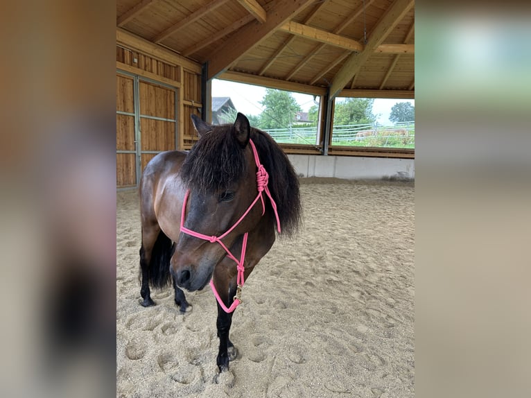 Icelandic Horse Gelding 13 years 13,1 hh Brown in Salzburg