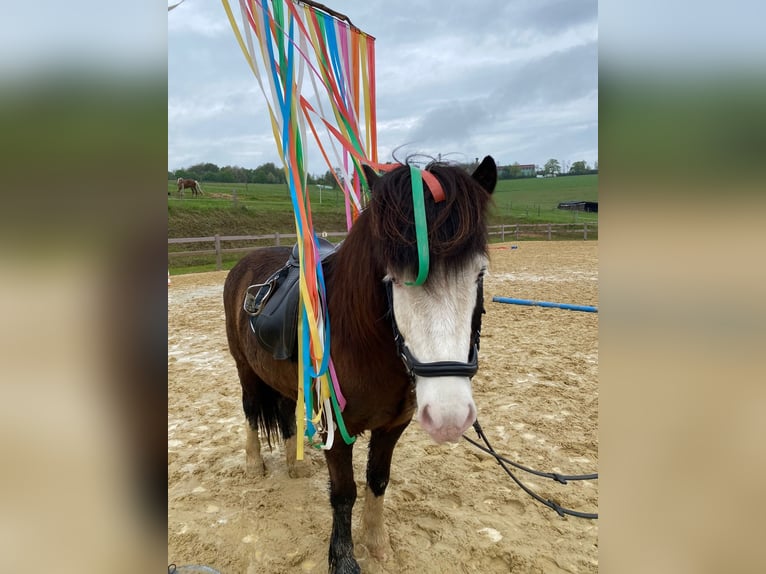 Icelandic Horse Gelding 13 years 13,1 hh Pinto in Oberraden