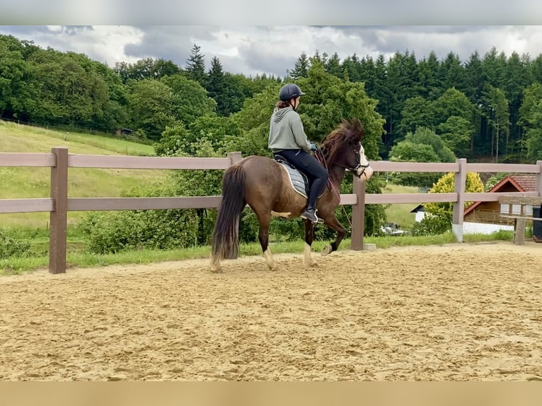 Icelandic Horse Gelding 13 years 13,1 hh Pinto in Oberraden