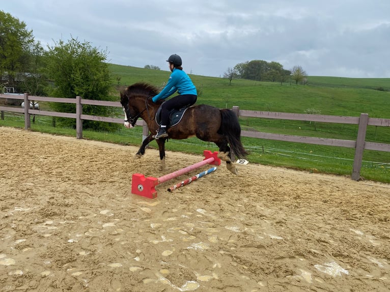 Icelandic Horse Gelding 13 years 13,1 hh Pinto in Oberraden
