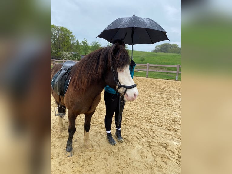 Icelandic Horse Gelding 13 years 13,1 hh Pinto in Oberraden