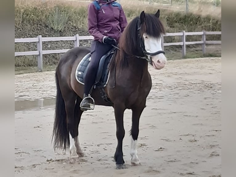 Icelandic Horse Gelding 13 years 13,1 hh Pinto in Oberraden