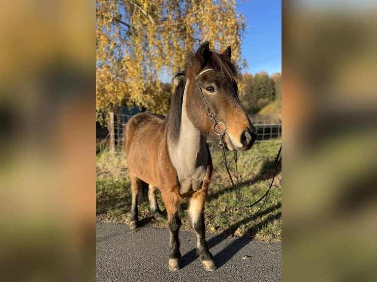 Icelandic Horse Gelding 13 years 13,2 hh Brown in Neuenkirchen