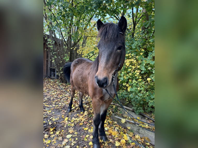 Icelandic Horse Gelding 13 years 13,2 hh Brown in Neuenkirchen