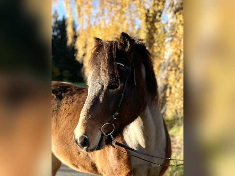 Icelandic Horse Gelding 13 years 13,2 hh Brown in Neuenkirchen