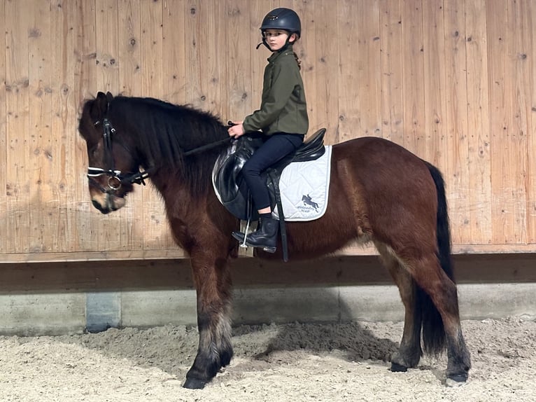 Icelandic Horse Gelding 13 years 13,2 hh Brown in Riedlingen