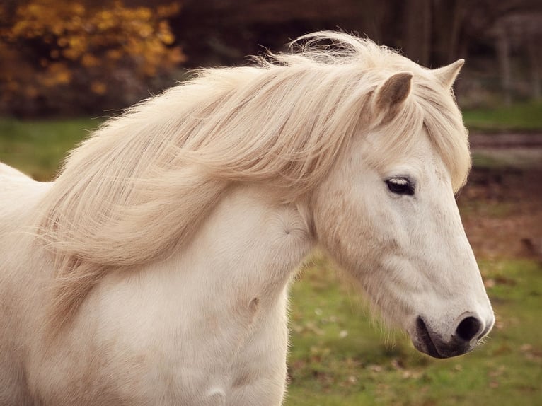 Icelandic Horse Gelding 13 years 13,2 hh Grey in Kassel