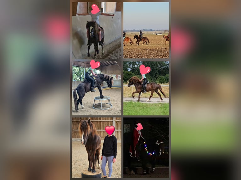 Icelandic Horse Gelding 13 years 13,3 hh Black in N&#xE4;he M&#xFC;nchen