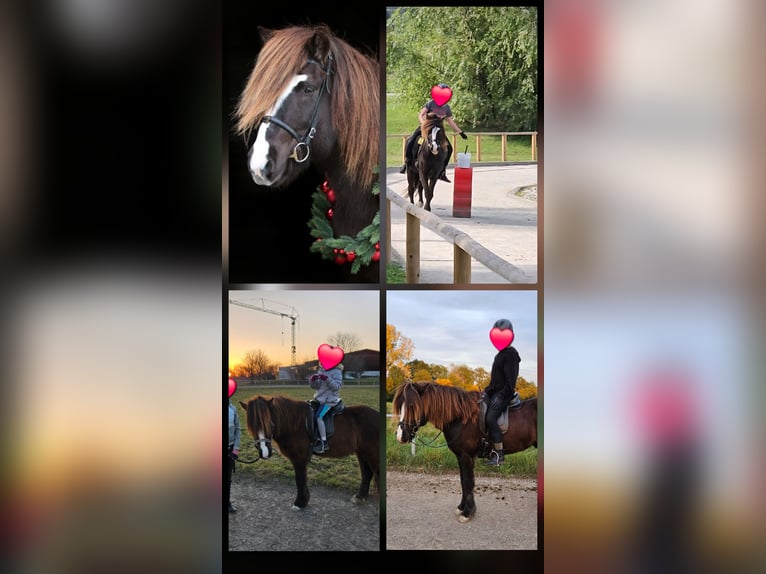 Icelandic Horse Gelding 13 years 13,3 hh Black in N&#xE4;he M&#xFC;nchen