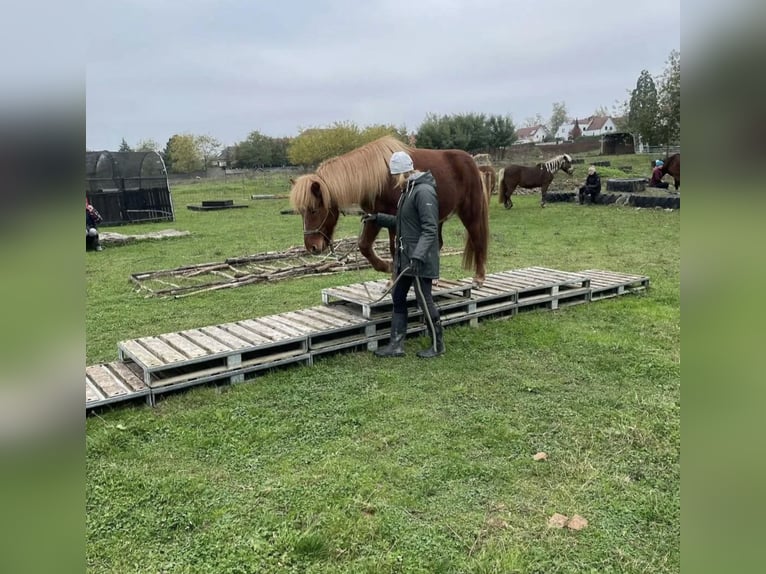 Icelandic Horse Gelding 13 years 13,3 hh Chestnut-Red in Nidda