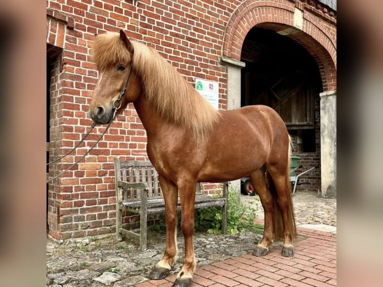 Icelandic Horse Gelding 13 years 13,3 hh Chestnut-Red in Nidda