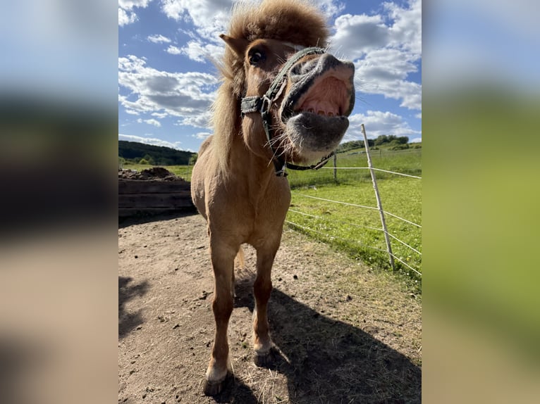 Icelandic Horse Gelding 13 years 13,3 hh Dun in Helsa