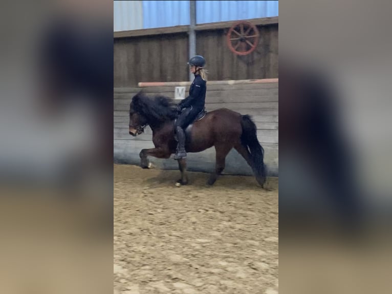 Icelandic Horse Gelding 13 years 14.1 hh Brown in Elsoff