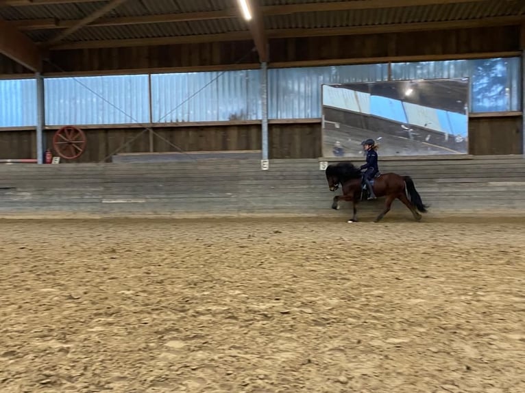Icelandic Horse Gelding 13 years 14.1 hh Brown in Elsoff
