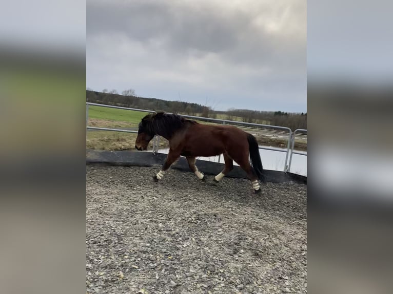 Icelandic Horse Gelding 13 years 14.1 hh Brown in Elsoff