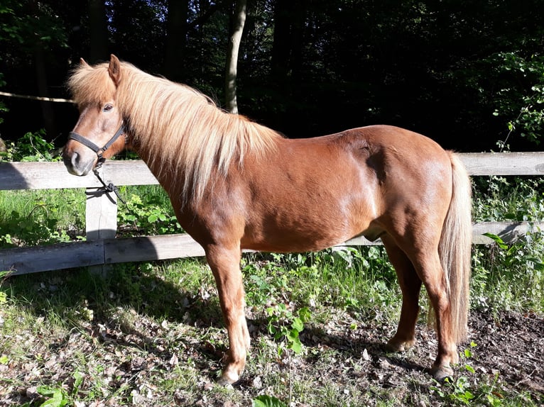 Icelandic Horse Gelding 13 years 14,1 hh Chestnut-Red in Göhrde