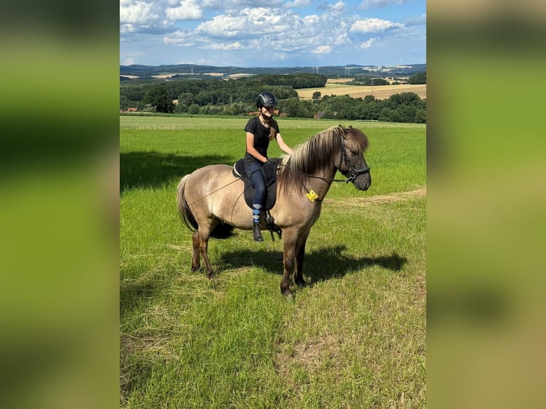 Icelandic Horse Gelding 13 years 14,1 hh Dun in Detmold