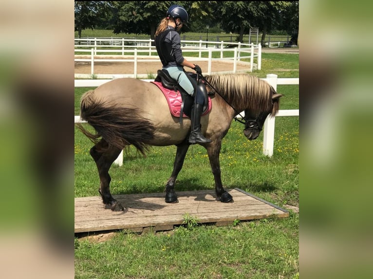 Icelandic Horse Gelding 13 years 14,1 hh Dun in Detmold