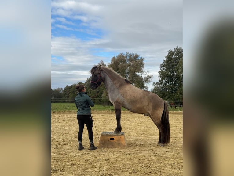 Icelandic Horse Gelding 13 years 14,1 hh Dun in Detmold