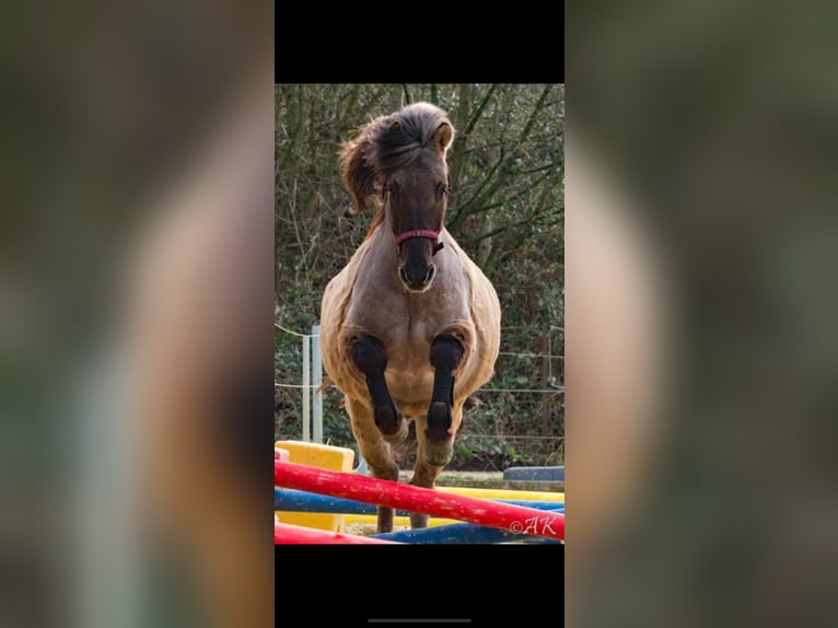 Icelandic Horse Gelding 13 years 14,1 hh Dun in Detmold