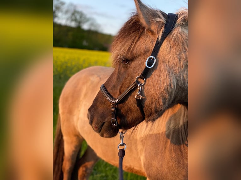 Icelandic Horse Gelding 13 years 14,1 hh Dun in Detmold