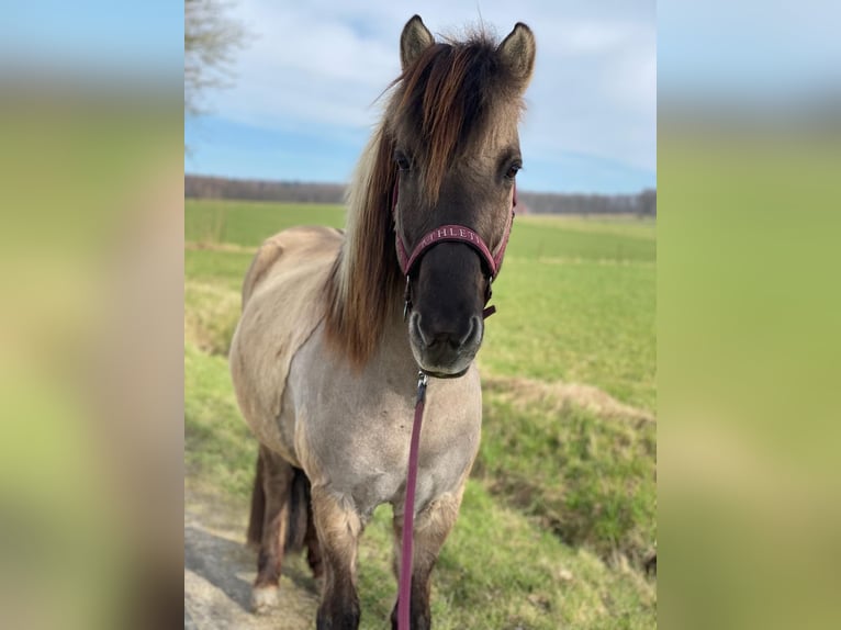 Icelandic Horse Gelding 13 years 14,1 hh Dun in Detmold