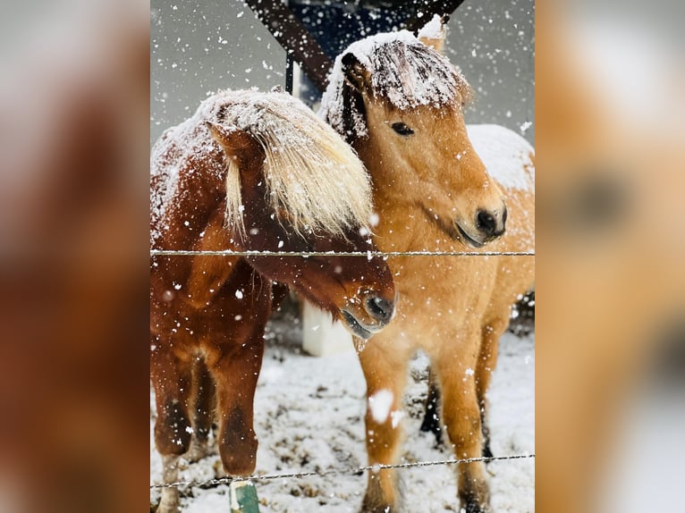 Icelandic Horse Gelding 13 years 14.1 hh  in Buch bei Frauenfeld