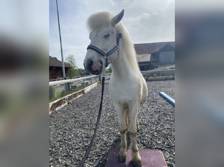 Icelandic Horse Gelding 13 years 14,1 hh Gray in Bennau