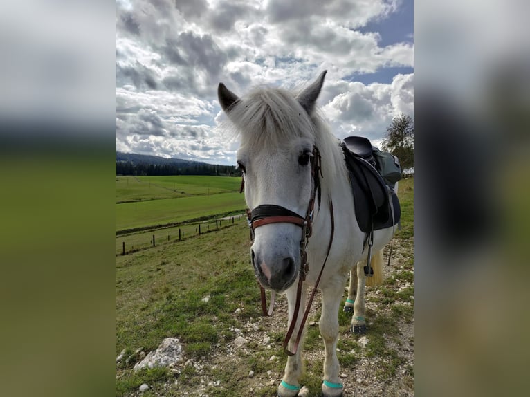 Icelandic Horse Gelding 13 years 14,1 hh Gray in Bennau