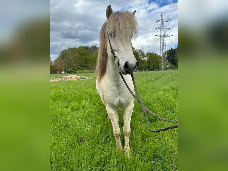 Icelandic Horse Gelding 13 years 14,1 hh Gray in Püttlingen