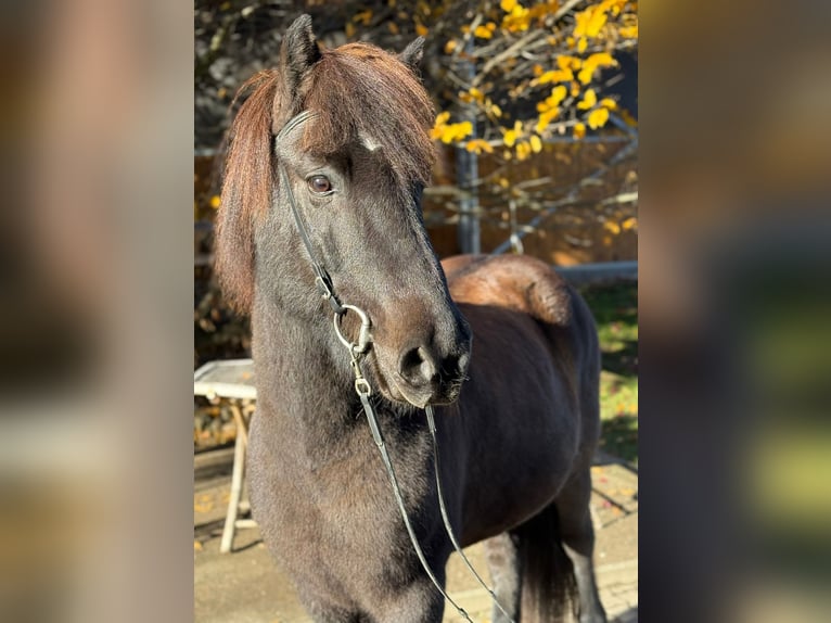 Icelandic Horse Gelding 13 years 14 hh Black in Lochen am See
