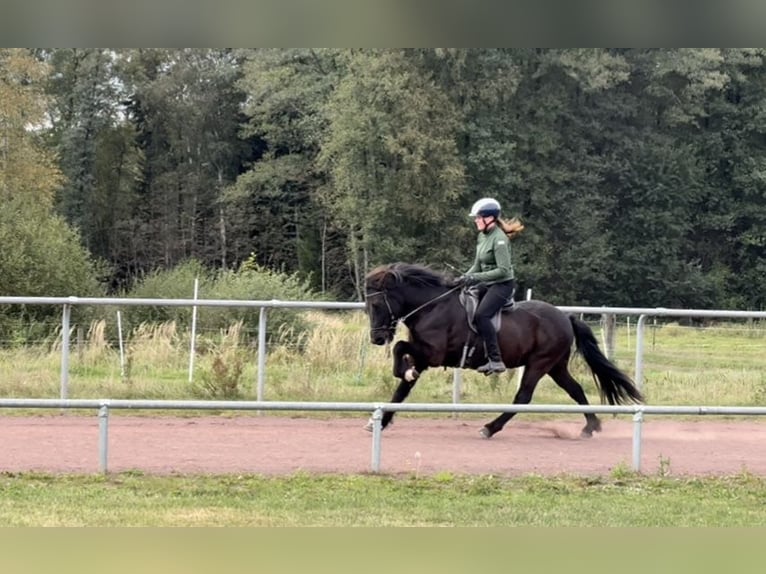 Icelandic Horse Gelding 13 years 14 hh Black in Soltau