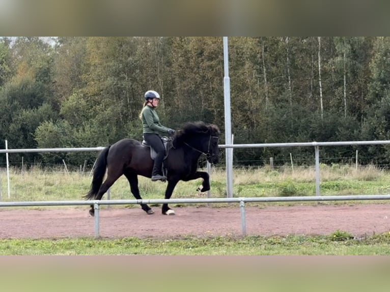 Icelandic Horse Gelding 13 years 14 hh Black in Soltau