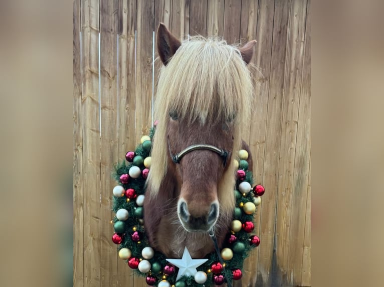 Icelandic Horse Gelding 13 years 14 hh Chestnut-Red in Euskirchen