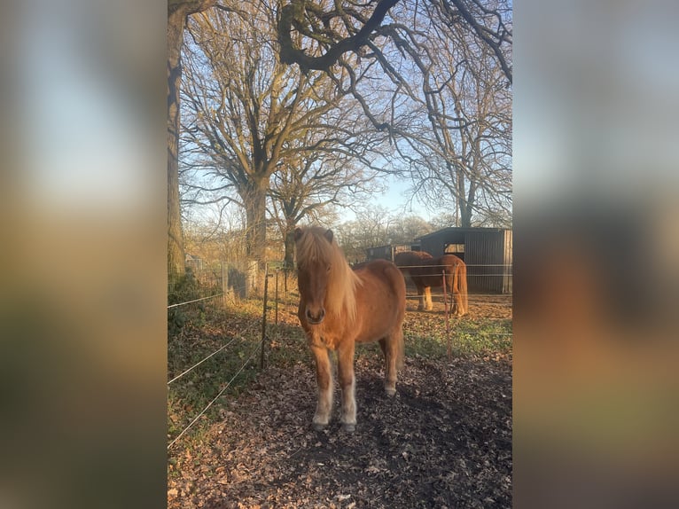 Icelandic Horse Gelding 13 years 14 hh Chestnut-Red in Langeln