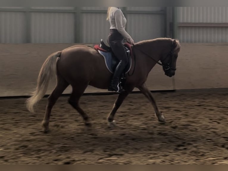 Icelandic Horse Gelding 13 years 14 hh Chestnut-Red in Langeln