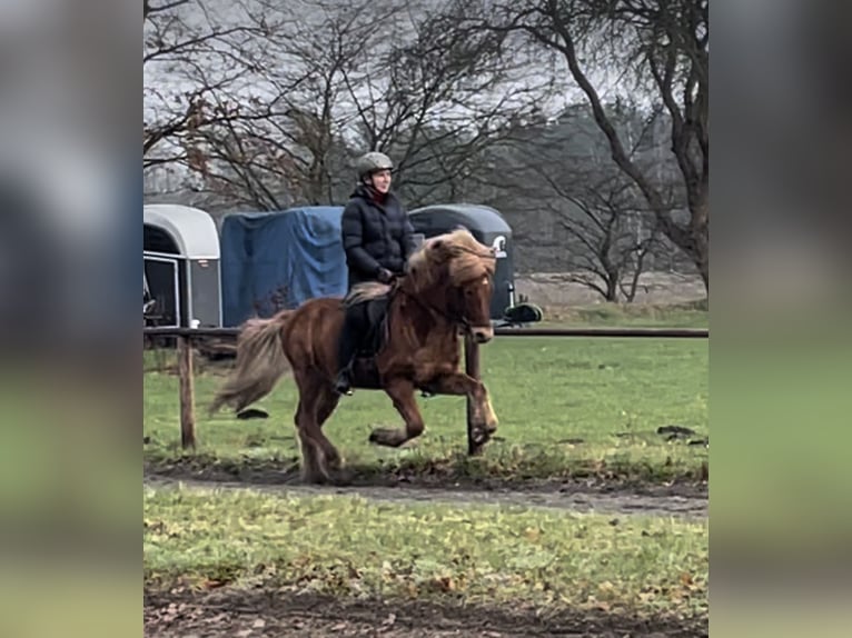 Icelandic Horse Gelding 13 years 14 hh Chestnut-Red in Langeln