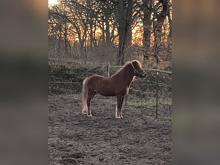 Icelandic Horse Gelding 13 years 14 hh Chestnut-Red in Langeln