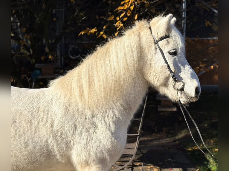 Icelandic Horse Gelding 13 years 14 hh Grey in Lochen am See