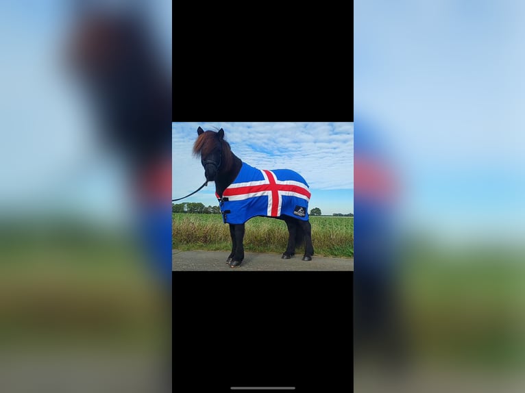 Icelandic Horse Gelding 13 years 14,1 hh Black in Nienburg (Weser)