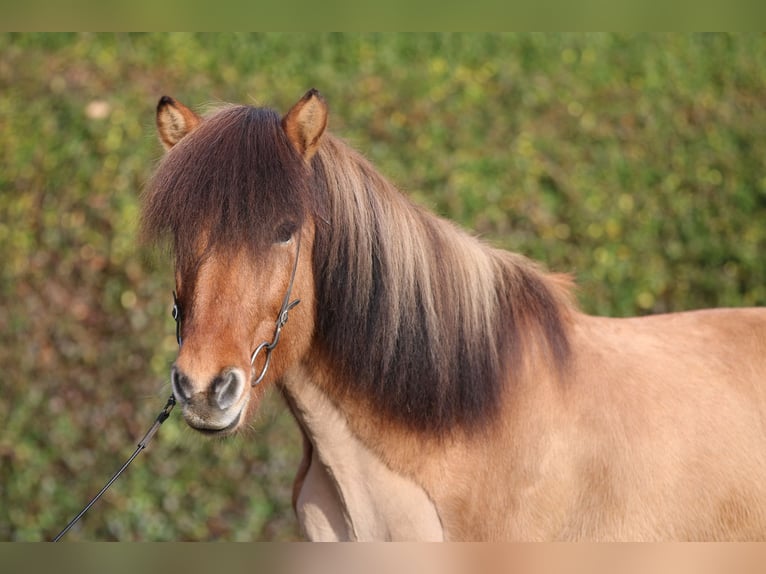 Icelandic Horse Gelding 13 years 14,1 hh Dun in Dohm-Lammersdorf