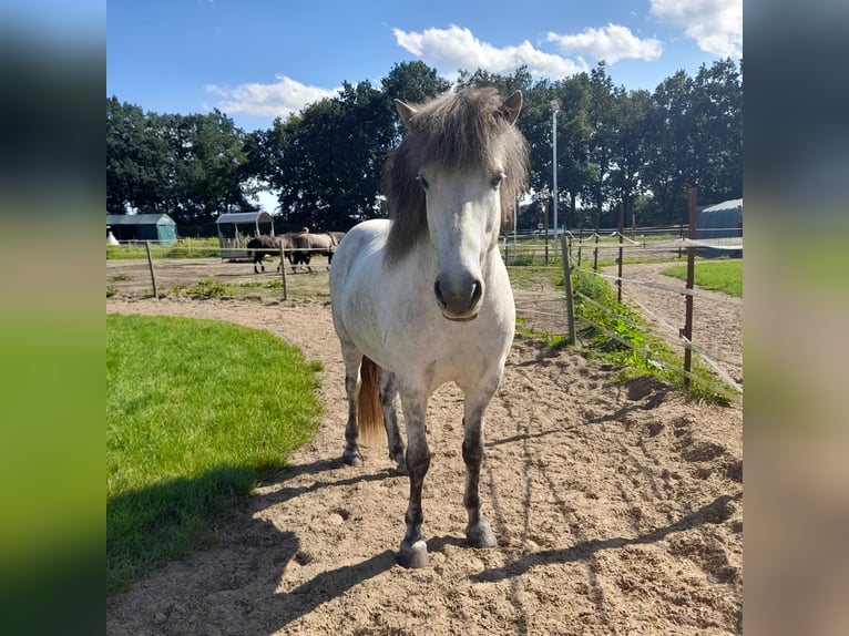 Icelandic Horse Gelding 13 years 14,1 hh Grey in Reinbek