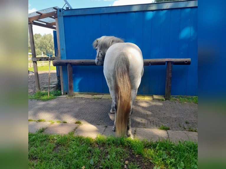Icelandic Horse Gelding 13 years 14,1 hh Grey in Reinbek